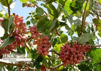 کیمیای کرمان زیر چرخ دنده‌های بروکراسی/نبض اقتصاد رفسنجان نامنظم است / زوال پسته رفسنجان در سکوت مسئولان