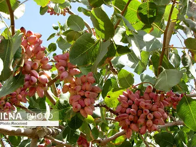 امریکا در بازار جهانی پسته دامپینگ کرده است 