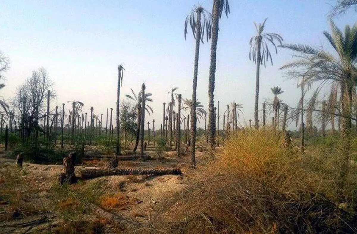 فشار خشکسالی بر نخل‌های خوزستان/ شوره‌ زار  شادگان از صید ماهی تا کساد کشاورزی