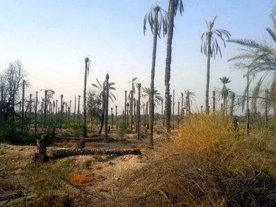 فشار خشکسالی بر نخل‌های خوزستان/ شوره‌ زار  شادگان از صید ماهی تا کساد کشاورزی