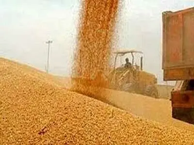 تولید گندم در کرمانشاه از مرز یک میلیون تن گذشت