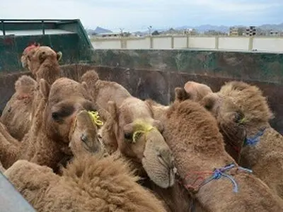 کشف شترهای قاچاق در کامیونی در یزد