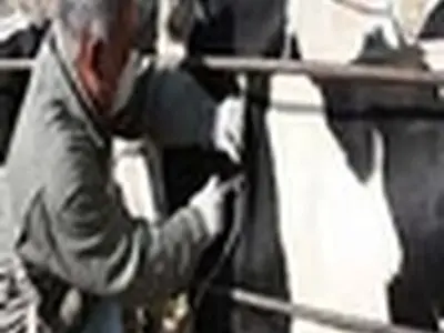 ۲۷ هزار راس دام سبک و سنگین گیلان خون‌گیری شدند