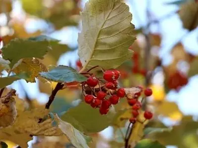 آغاز برنامه جامع حفاظت از گونه گیاهی در معرض انقراض «بارانک لرستانی»