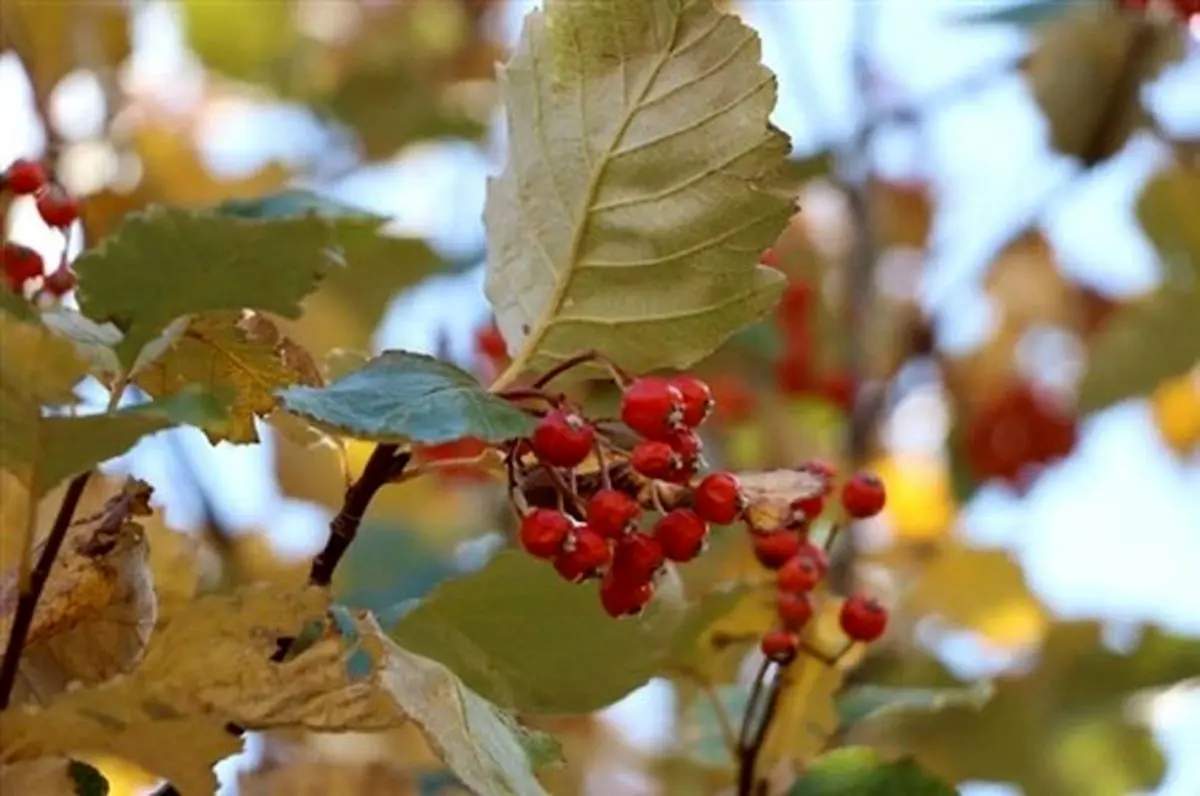 آغاز برنامه جامع حفاظت از گونه گیاهی در معرض انقراض «بارانک لرستانی»