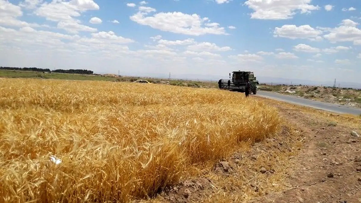 آغاز برداشت ٧۵ هزار تُن خوشه های طلایی از مزارع نیشابور