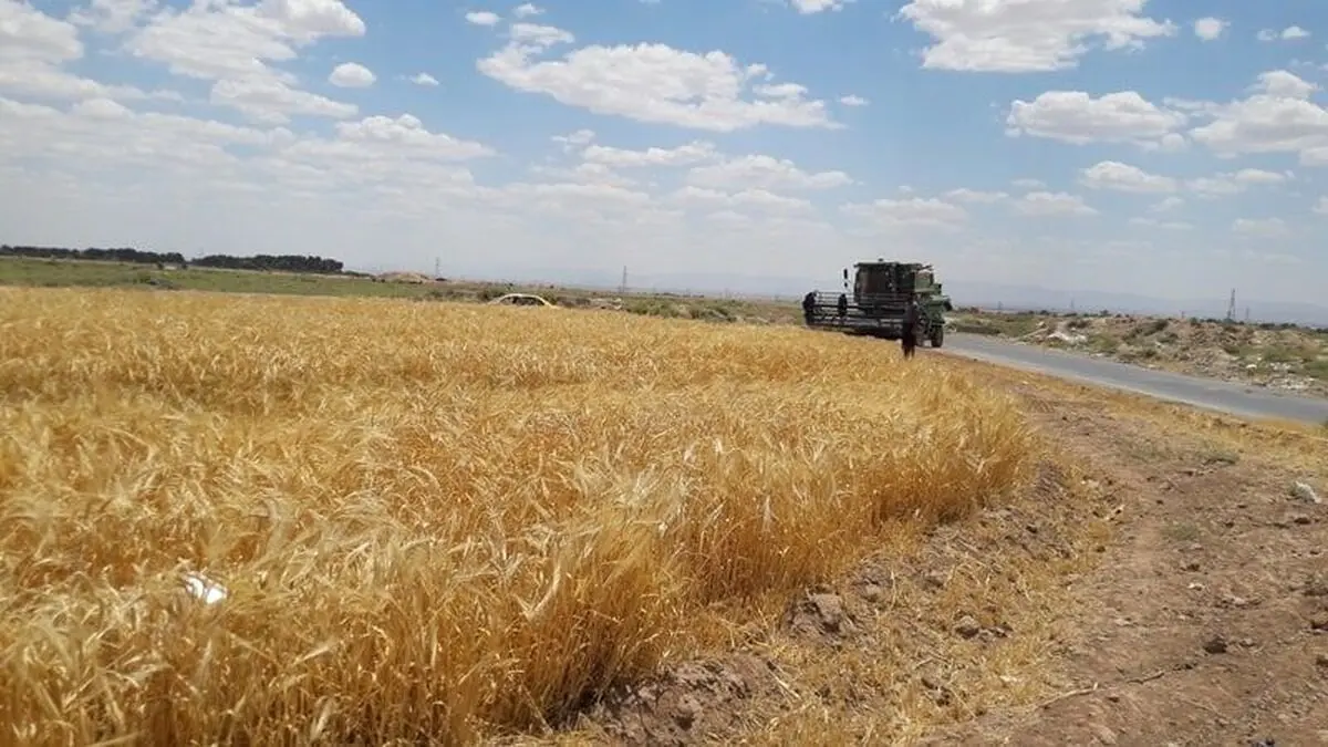 آغاز برداشت ٧۵ هزار تُن خوشه های طلایی از مزارع نیشابور
