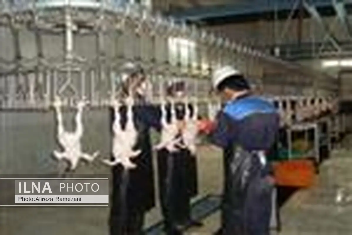 مدیر کل دامپزشکی سیستان و بلوچستان از کشتارگاه صنعتی طیور آزادگان در شهرستان خاش بازدید کرد