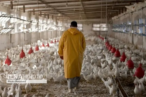 مرغ زنده باید به قیمت مصوب به کشتارگاه‌های قزوین عرضه شود