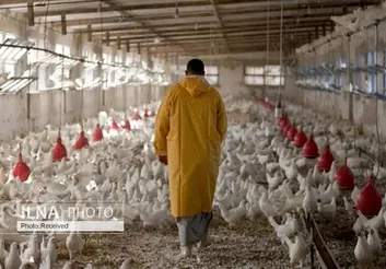 زیان ۴۵۰ میلیارد تومانی مرغداران در کمتر از یک ماه/ میلیاردها تومان سرمایه ملی از نهاده یارانه‌دار به کود مرغ تبدیل می‌شود