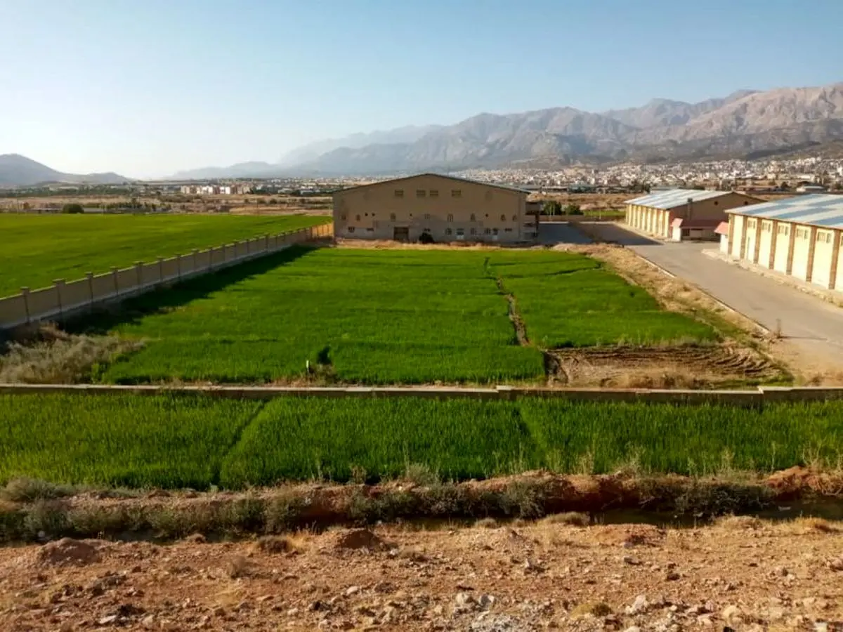 شلتوک کاری برای دومین سال پیاپی در مُجتمع ورزشی علی آباد یاسوج