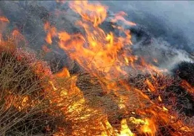 آتش‌سوزی مراتع ساوجبلاغ با همکاری نیروهای امدادی و مردمی مهار شد