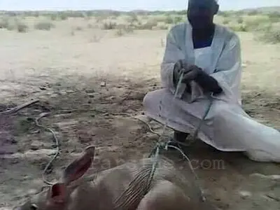 عکس: شکار خرگوش عظیم الجثه در سودان 