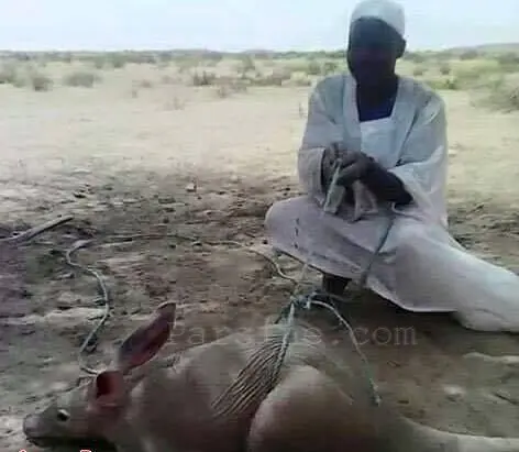 عکس: شکار خرگوش عظیم الجثه در سودان 