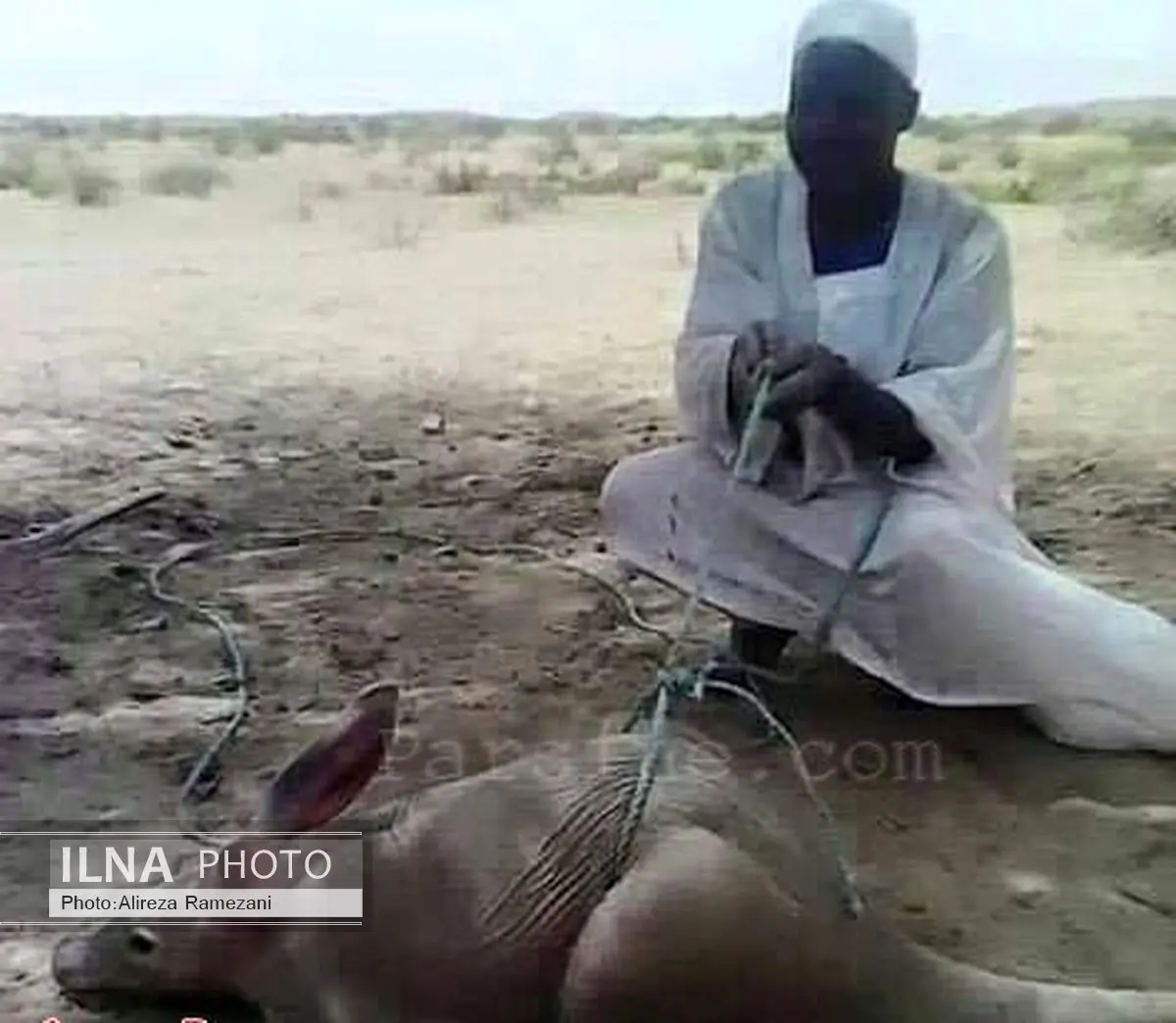 عکس: شکار خرگوش عظیم الجثه در سودان 