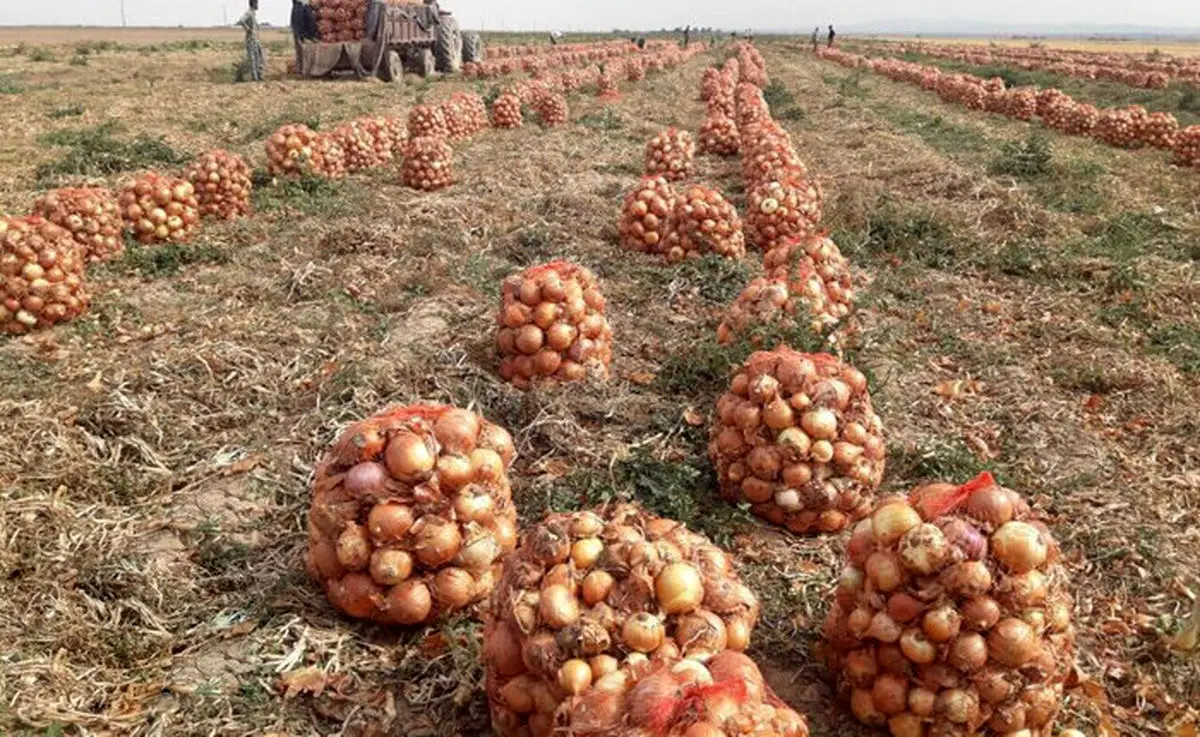 کاهش 40 هکتاری مزارع کشت پیاز و افزایش 5600 تنی تولید محصول