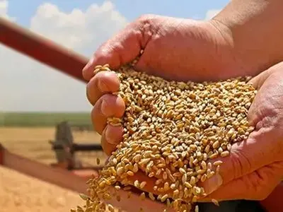 ضدعفونی ۸۰۰ هزار تن بذر گندم