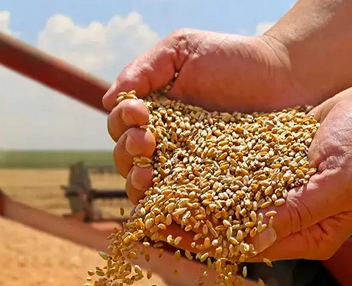 ضدعفونی ۸۰۰ هزار تن بذر گندم