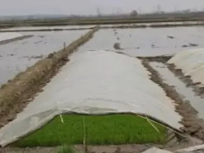 کشاورزان مازندران از بذرپاشی خزانه برنج خودداری کنند