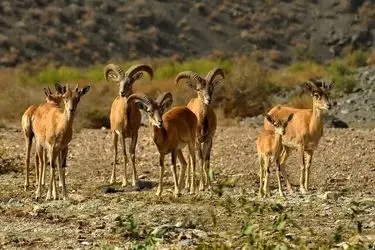 افزایش ۱۰  درصدی حیات وحش در  منطقه حفاظت شده خائیز کهگیلویه