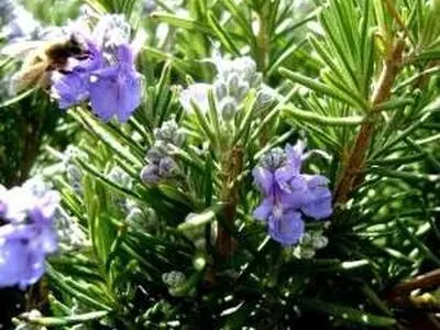 نحوه پرورش گیاه رزماری در خانه