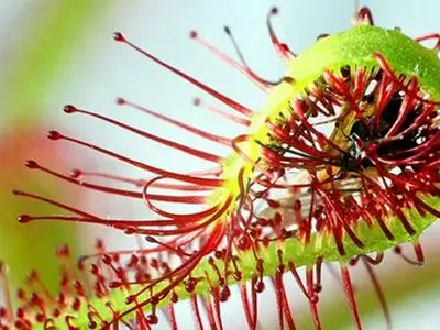 چرا بعضی از گیاهان گوشت می‌خورند؟ 