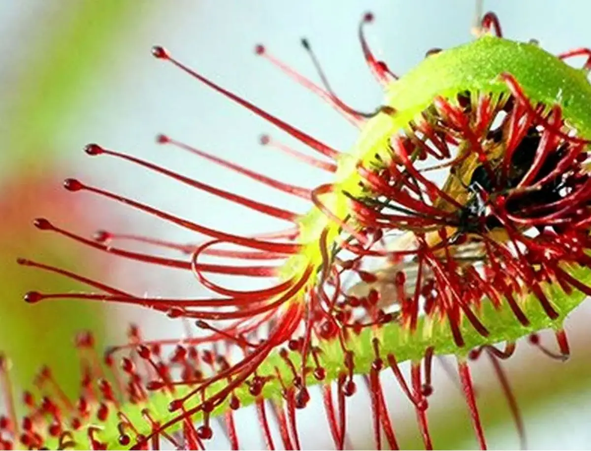 چرا بعضی از گیاهان گوشت می‌خورند؟ 