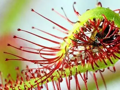 چرا بعضی از گیاهان گوشت می‌خورند؟ 