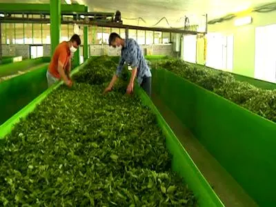 افزایش ۴۰ درصدی تسهیلات پرداختی به چایکاران و کارخانه داران شمال کشور