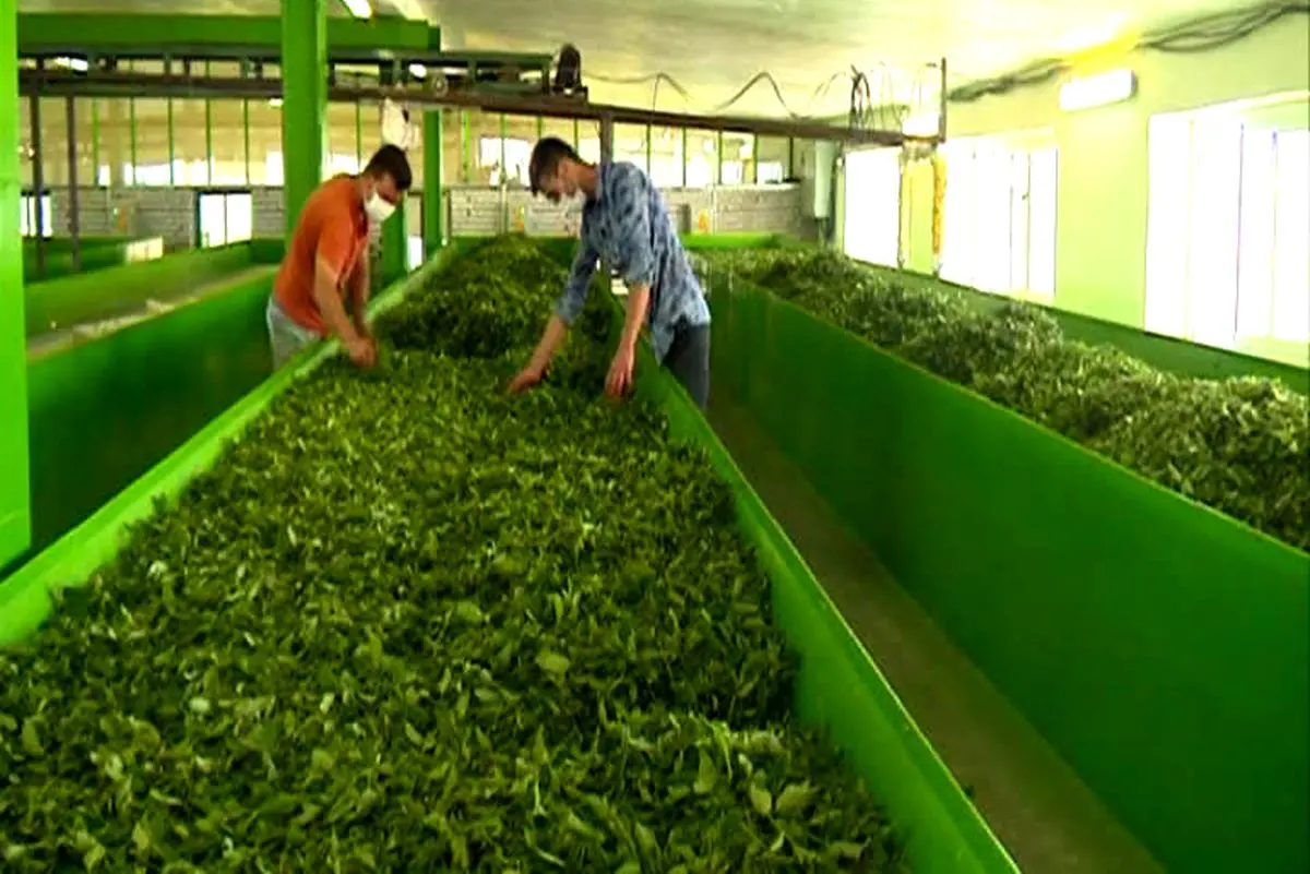 افزایش ۴۰ درصدی تسهیلات پرداختی به چایکاران و کارخانه داران شمال کشور