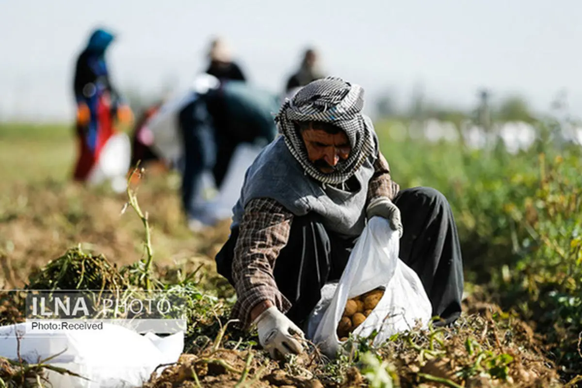 ۵۵۰ هزار روستانشین در خراسان رضوی زیر پوشش تعاون روستایی هستند