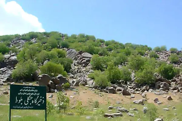 ذخیره‌گاه جنگلی بلوط سرسختی در کمین آفات / اگر اقدامی نشود عملاً بلوط زاگرس را در اختیار نخواهیم داشت 