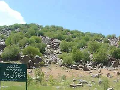 ذخیره‌گاه جنگلی بلوط سرسختی در کمین آفات / اگر اقدامی نشود عملاً بلوط زاگرس را در اختیار نخواهیم داشت 