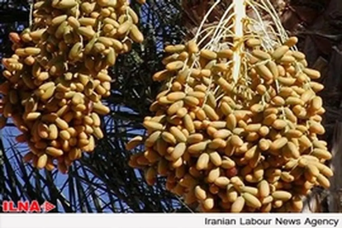 ۶۱ هزار تن خرما صادر کردیم / خرمای ایران با بسته‌بندی امارات به کشورهای دیگر صادر می‌شود