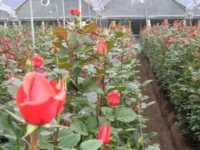 افتتاح گلخانه «هیدروپونیک» گل رز در زرند