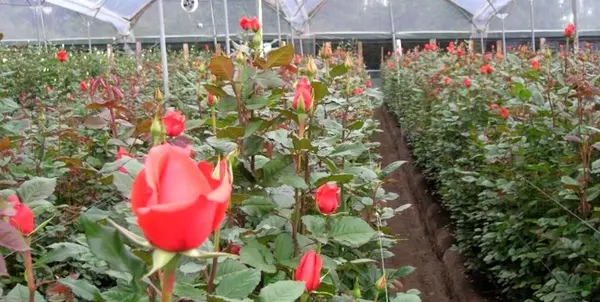افتتاح گلخانه «هیدروپونیک» گل رز در زرند