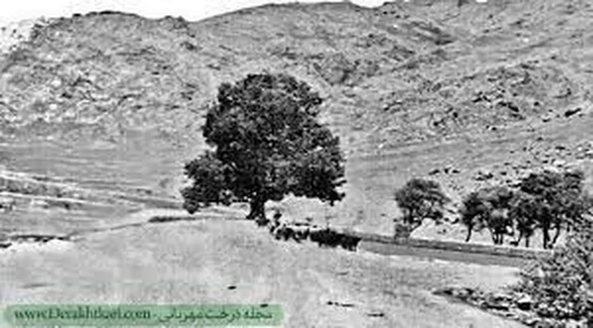 تولد 602 سالگی درخت شیرین و فرهاد