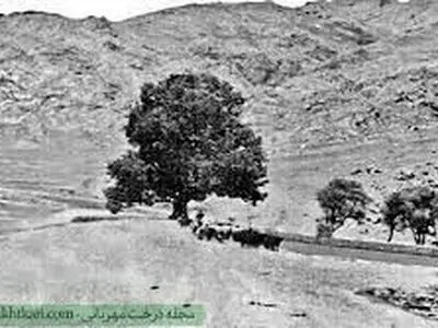 تولد 602 سالگی درخت شیرین و فرهاد