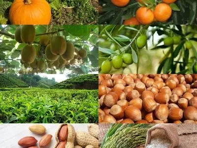 آغاز بیمه محصولات کشاورزی در گیلان