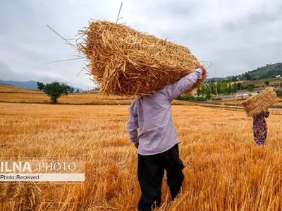 پول گندم‌کاران در جیب وارد‌کنندگان و خارجی‌ها/ گندم‌های تولید داخل خوراک دام شد