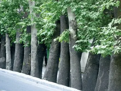 سبک‌سازی درختان پایتخت در دستور کار است