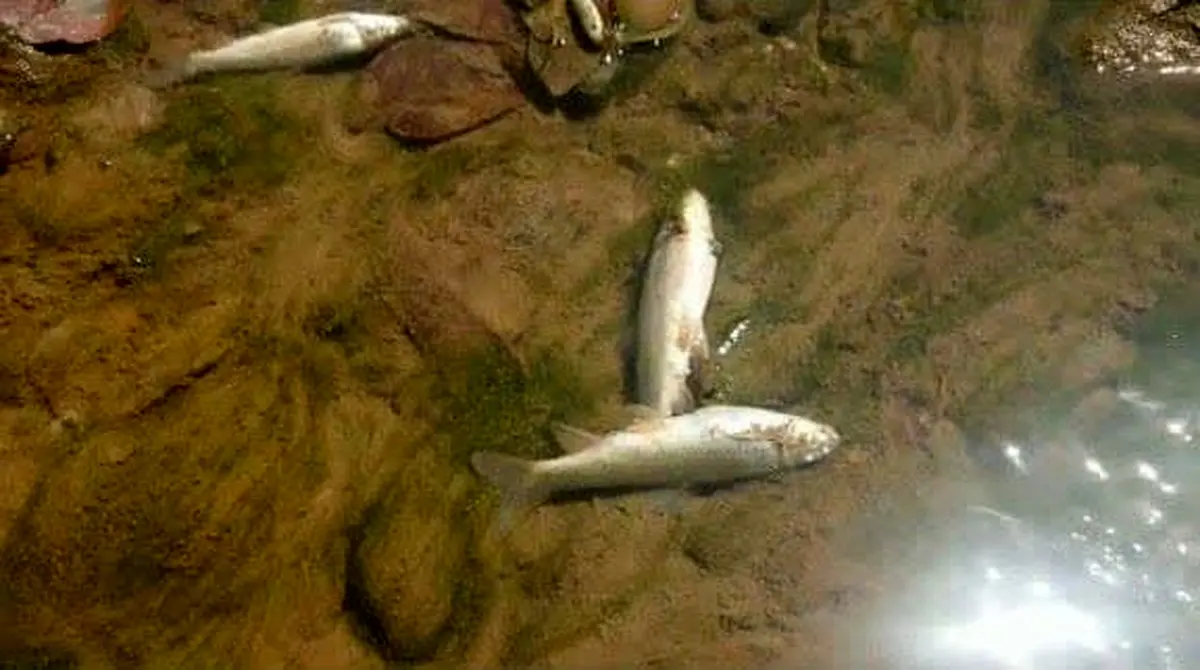 شناسایی عامل اتلاف صدها قطعه از ماهیان رودخانه قلعه‌ رودخان