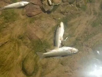 شناسایی عامل اتلاف صدها قطعه از ماهیان رودخانه قلعه‌ رودخان
