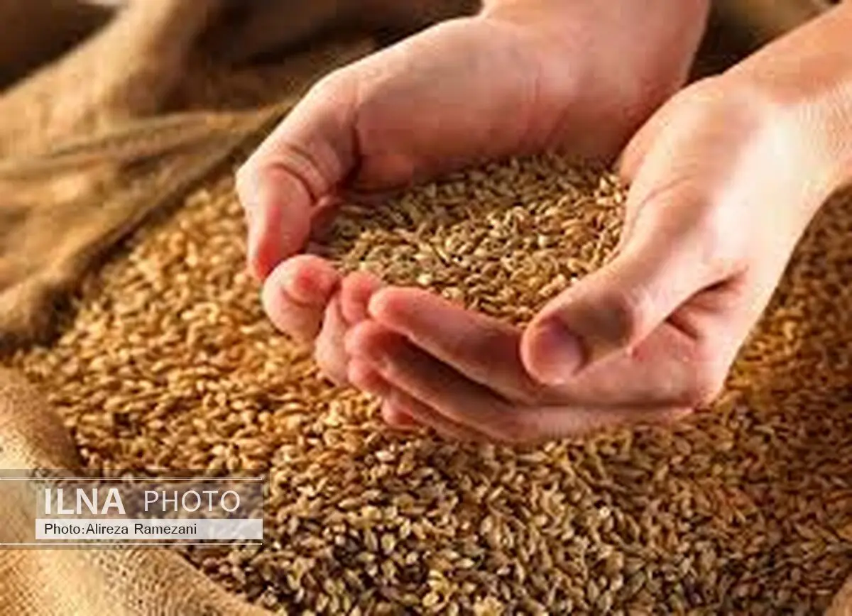 گندم مصرفی مازندران تا هشت ماه آتی ذخیره سازی شده است