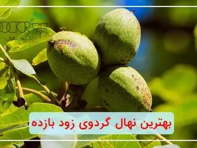 بهترین نهال گردو زود بازده چه رقمی می‌باشد