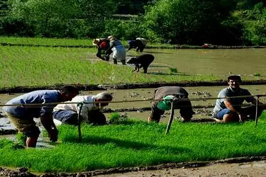 حماسه در گِل، رنج در بازار؛ روایتِ دستان پینه‌بسته زیر تازیانه‌ی گرانی نهاده‌ها