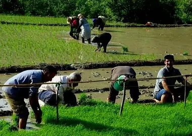 حماسه در گِل، رنج در بازار؛ روایتِ دستان پینه‌بسته زیر تازیانه‌ی گرانی نهاده‌ها