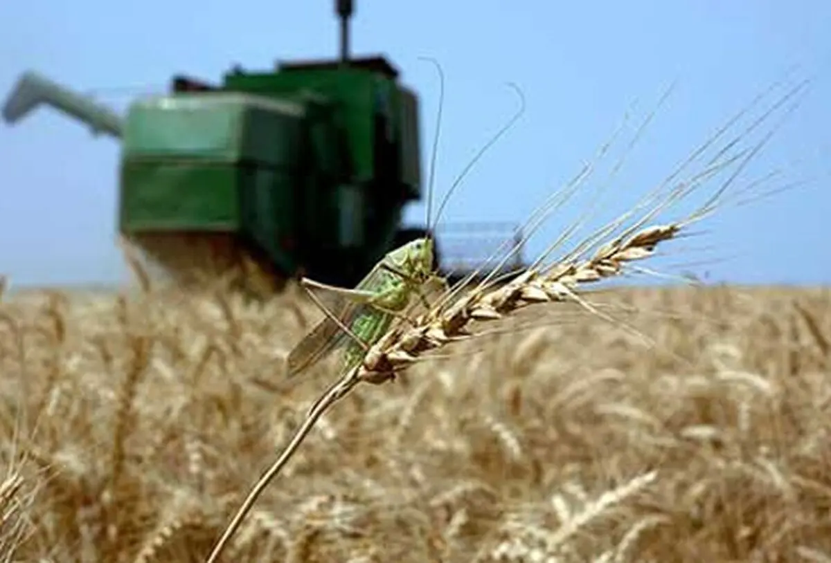 حمله ملخ ها پس از گندم گریبان سویا را گرفت