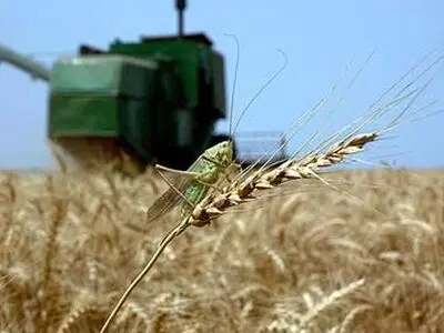 حمله ملخ ها پس از گندم گریبان سویا را گرفت