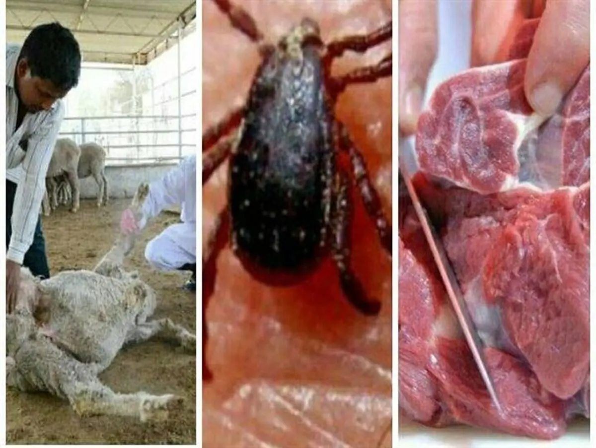 هشدار  دامپزشکی  آذربایجان غربی نسبت به احتمال شیوع بیماری تب کریمه کنگو